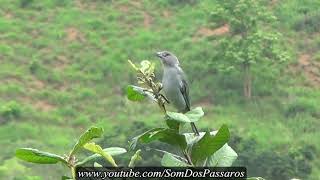 Sanhaço Azul Cantando na Natureza