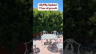 Lillypilly update, growth after a year of planting  #gardening #hedging #plants #gardeningtips