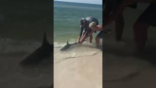 Releasing Bentley’s Shark #shark