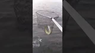 pike goes nuts in the net