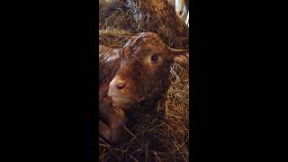 Работа в Финляндии на молочной ферме. Маленькие телята! Working in Finland on a farm. Birth of calf