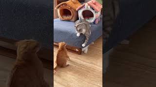 New 2023 funniest cats and dogs video - funny shorts video animation video #animalsfunny #cat #pets