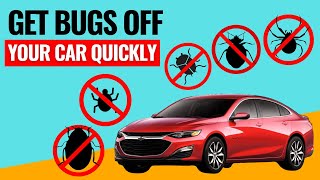 How to Remove Bugs From Your Car Without Damaging Paint?