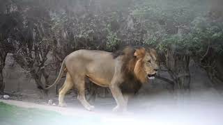 Lion Roaring sound@ Al Ain Zoo #alainzoo #zoo #lion #lionroaring #alain #abudhabi #abudhabitrip