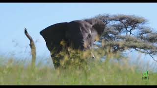 Dancing Elephant