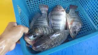 LIVE TILAPIA FOR SALE, Negosyong Pinoy Ngayon | PinedaTv