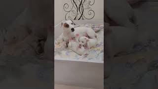 Милые щенки #pets #shorts #dog #cute #funny