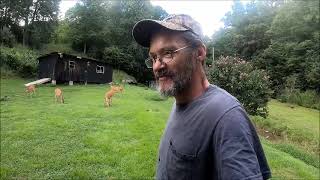 feeding my pet deer