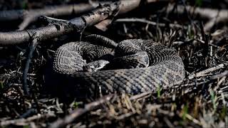 Massasauga Rattlesnake - © Kip Ladage