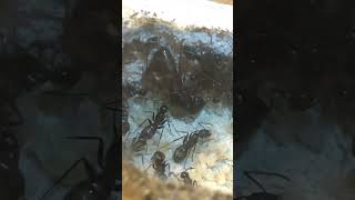 Eastern Black Carpenter ant queen lays an egg!