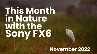 Sony FX6: This Month In Nature - November 2022 (4K)