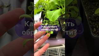 Как заставить обриету расти?🌸 #обриета #рассада #обриетаизсемян #изгородавсело