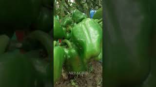 Big size Green Capsicum in small plant