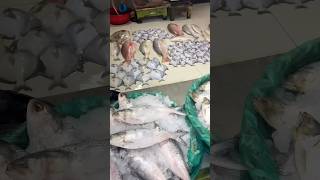 Day 2 of Digha Trip | Mohona Digha #mohona #digha #trending #fish #mach