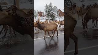 Elk Herd on a Snowy Morning in Estes Park Colorado