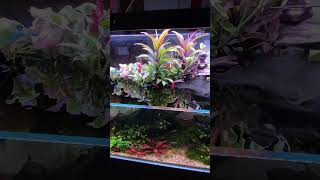 Hồ Thuỷ Sinh Bán Cạn | Aqua Terrarium Setup | Shallow Tank