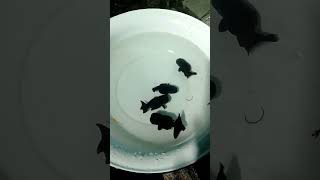 The Mesmerizing Colors of Black Ranchu Goldfish