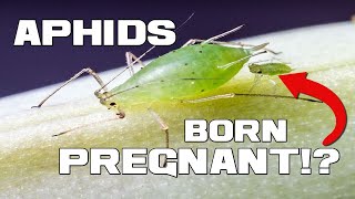 The Bug Born PREGNANT - Aphids - Animal a Day