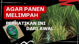 Agar panen padi melimpah, perhatikan ini dari awal