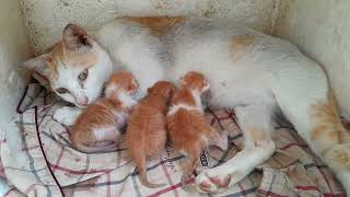 Feeding fresh milk for her newborn baby kittens lovely all