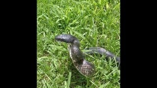 Black rat snake in the yard video