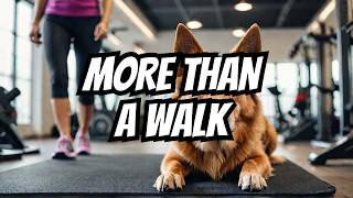 🔴 Canine Fitness Training Tips (It's not just a walk)