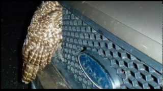 WCAX Owl Survives Truck Hit PKG 12/19/12