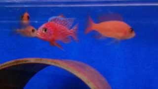 Aulonocara Fire Fish2