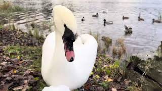 Stay Calm If the #swan Are Yelling at you! #birdfeeding my #birdfamily /She have an Angry Attitude