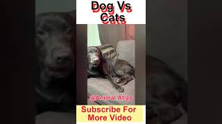 Dog cat Fight || Dog crying || Poor Dog #Shorts