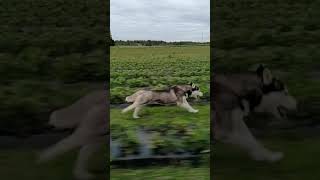 Husky run