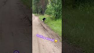 Bordercollie morning walk