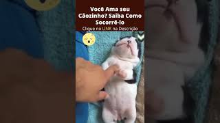 Cachorrinhos Fofinhos Tirando um Soneca [Filhotes Lindos] #shorts