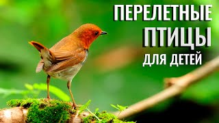 Учим птиц для детей. Перелетные птицы и их звуки.