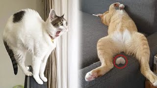 I would die laughing for these FUNNIEST Cats 😍 Funniest Cat Reaction 😹