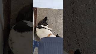 @Neviđena ljubav 🐱🐶Nina prihvatila mače kao da je njeno,hrani ga i voli😊💝💝💝