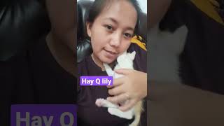 Kucing Desa Yg Nurut #shorts #shortvideo #kucinglucu