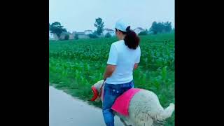 Sheep Riding #sheep #sheepriding #donkey #donkeyriding #Buffaloriding