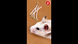 Hamster Challenge With Mung bean sprout #Shorts 11