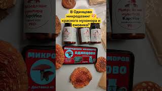 В Одинцово микродозинг 🍄 красного мухомора и ежовика? #микродозингмухомора #ежовик #одинцово