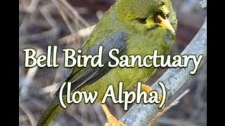 Bell Bird Sanctuary (Alpha binaural beats) Australian nature atmos & melodic drone