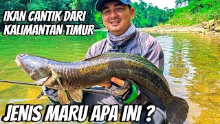 Trek Mancing Epik di Kalimantan: Menaklukkan Sungai-Sungai Tersembunyi demi Ikan Channa ! 🎣✨