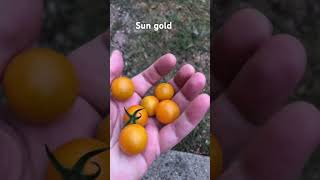 #tomatoes #garden #shedwarsglobalgardeninghomesteading  #gardeningvideos #cherrytomato