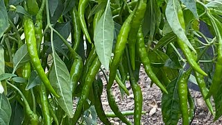 Thai peppers overloaded-harvest before freeze.