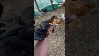 Poultry Farming in Village Mini Forest Ag #agriculture #chicken #poultry #organic #poultryfarmers