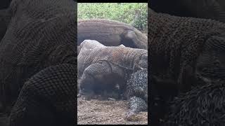 Komodo dragons are lazy about eating