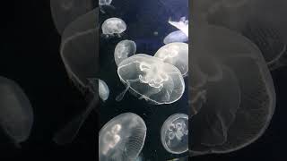 Mesmerizing sea creatures - Dreamy translucent jelly fishes.