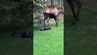 Beautiful baby Moose calf