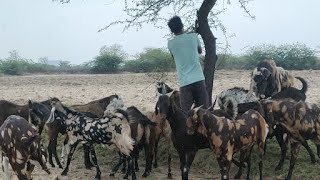 कुर्बानी स्टॉक // Total 20 pic // For sell in Mj Goat farm kishangarh Mo.6375303945