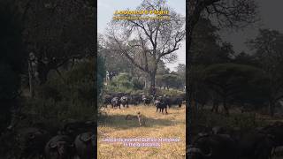 🐆Leopards escape from Buffaloes🐃 #youtube #leopard #buffaloes #ytshorts #amazingfacts